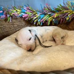 Butterscotch- Gray- LUA - White and black male Dalmatian puppy in Claremore, Oklahoma from Lotsofdots Dalmatians