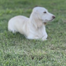 Chloe - Dachshund