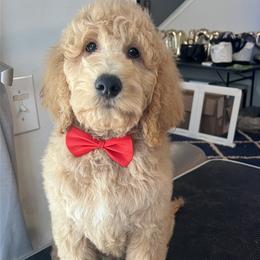 Biscotti - Apricot male Goldendoodle puppy in Summerville, South Carolina from Pawmazing Doodles