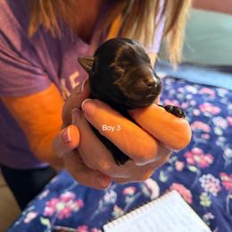 Boy 3 - Black male Scottish Terrier puppy in Asheboro, North Carolina from Gail's Scottish Terriers