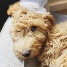 Goldendoodle Puppies from Lundee Doodles