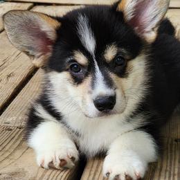 Pembroke Welsh Corgi Puppies from Hilltop Corgis