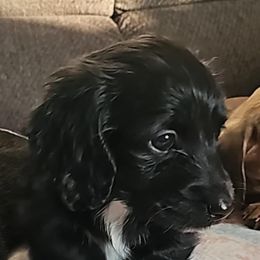 Black boy - Black male Dachshund puppy in Woodland, Washington from SJs Dachshunds