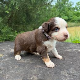 RTF - Lavender Collar - Red tri female Miniature Australian Shepherd puppy in Natural Dam, Arkansas from Natural State Aussies