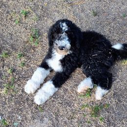 Clover 🍀 - Black and white Sheepadoodle puppy in Austin, Texas from Darling Doodles