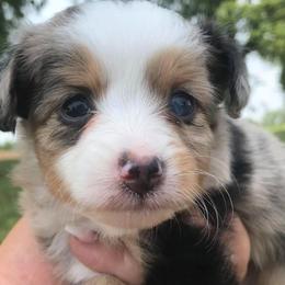 Toy Australian Shepherd Puppies from Kickapoo Creek Aussies