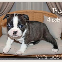 Ilona - Black brindle and white female Boston Terrier puppy in North Central, Vermont from Windy Valley’s Bostons