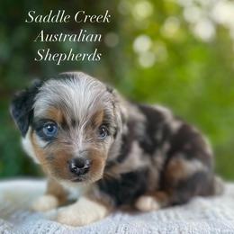 Boy 1 - Blue merle male Australian Shepherd puppy in Mount Sterling, Kentucky from Saddle Creek Australian Shepherds