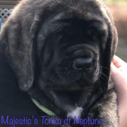 Mastiff Puppies from Majestic Mastiffs of Florida
