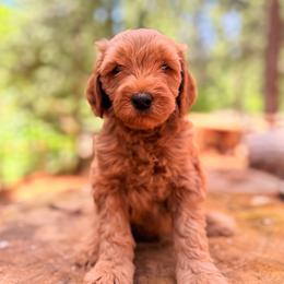 Captain America - Red  male Goldendoodle puppy in Pollock Pines, California from Penny Lane’s Doodles