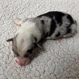 Cheyenne - Blue merle and white female Cardigan Welsh Corgi puppy in Kerens, West Virginia from Leather & Lace