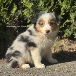 Credit- blue Merle female 3 - Blue merle female Australian Shepherd puppy in Chehalis, Washington from Wandering Acres Ranch
