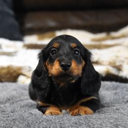 Sammy - Black and tan male Dachshund puppy in Momence, Illinois from Happy Little Doxies