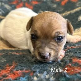 Jack Russell Terrier All Grown Up from Tuff Country Farm