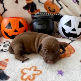 Boy 2 - Chocolate and tan male Dachshund puppy in Smoot, West Virginia from AMC Dachshunds