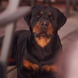 Nala - Rottweiler