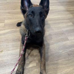 Belgian Malinois Puppies from Fromage Malinois