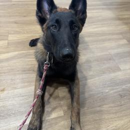 Belgian Malinois Puppies from Fromage Malinois