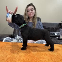 Girl 5 - Black female Cane Corso puppy in Tennessee from Big Country Cane Corso