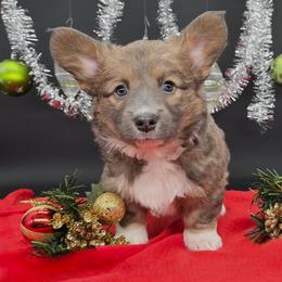 Turbo(Monsoon) - Sable male Pembroke Welsh Corgi puppy in Dickeyville, Wisconsin from J&R Shepherds & Corgis