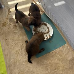 Brussels Griffon Puppies from Griffs & Co.