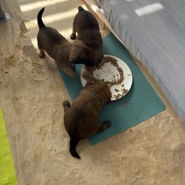 Brussels Griffon Puppies from Griffs & Co.