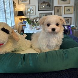 Boy 2 - White male Maltese puppy in Pennsylvania from Pequest Pekingese & Merri Maltese