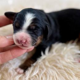 Forky- green collar - Tri-color male Bernedoodle puppy in Colorado Springs, Colorado from Mercy Mountain Bernedoodles