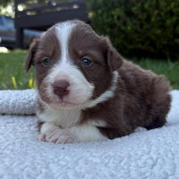 Sabrina - White and red female Border Collie puppy in Chattanooga, Tennessee from Ross Vegas Kennels