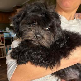 Onyx - Black and white male Shihpoo puppy in Knoxville, Tennessee from Rocky Top Cavapoos