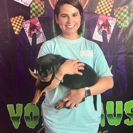 "D litter pup with new family" Rottweiler Puppies from VHWilliamsRottweilers