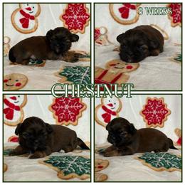 Chestnut - Sable male Shih Tzu puppy in Yelm, Washington from Lala's All Star Shih Tzu