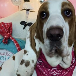 Baby girl - Basset Hound