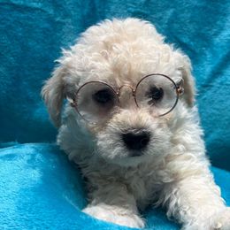Toby- Green Collar - White male Bichon Frise puppy in 63101 (St. Louis Metro Area), Missouri from BichonSTL