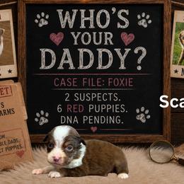 Scandal - Red tri female Miniature Australian Shepherd puppy in Oronogo, Missouri from Dutton's Show Me Farms