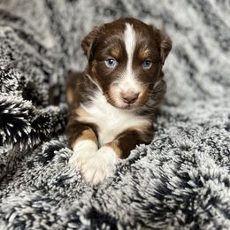 Australian Shepherd Puppies from Burdock Hill Australian Shepards