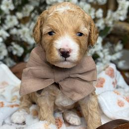 Zion - Apricot female Goldendoodle puppy in Yuciapa, California from AlltheDoodlez_