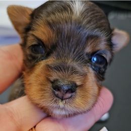 Choclate Merle - Gold male Yorkshire Terrier puppy in Augusta, Georgia from Melissa's Paw Impressions