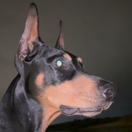 Doberman Pinscher Puppies from Ocean’s Breeze Doberman Pinschers