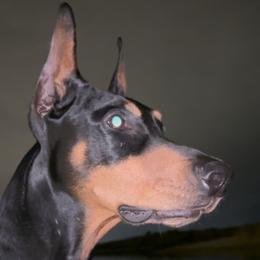 Doberman Pinscher Puppies from Ocean’s Breeze Doberman Pinschers