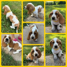 Basset Hound and Dachshund Puppies from Heyliger Hounds