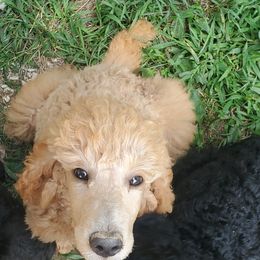 Poodle Puppies from Angel's Star Poodles