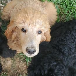 Poodle Puppies from Angel's Star Poodles