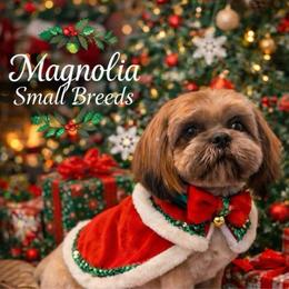 Storm - Shih Tzu