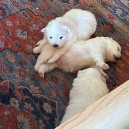 Girl 2 - White female American Eskimo Dog puppy in Redlands, California from Arctic Storm Kennels