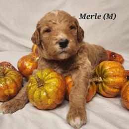 Double Doodle, Goldendoodle, and Labradoodle Puppies from Godley Doodles Of Texas