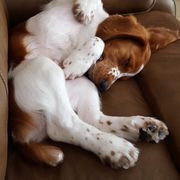 Welsh Springer Spaniel Puppies from Statesman Welsh Springer Spaniels