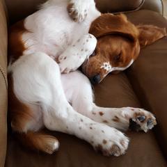 Welsh Springer Spaniel Puppies from Statesman Welsh Springer Spaniels