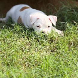 Shadowfax - White female American Bully puppy in Princeton, Texas from District 12 Kennels