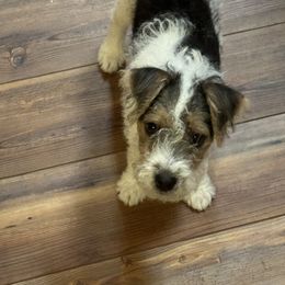Jack Russell Terrier Puppies from Celtic River